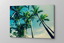 Obraz na stenu Vysoké palmy, palm trees 